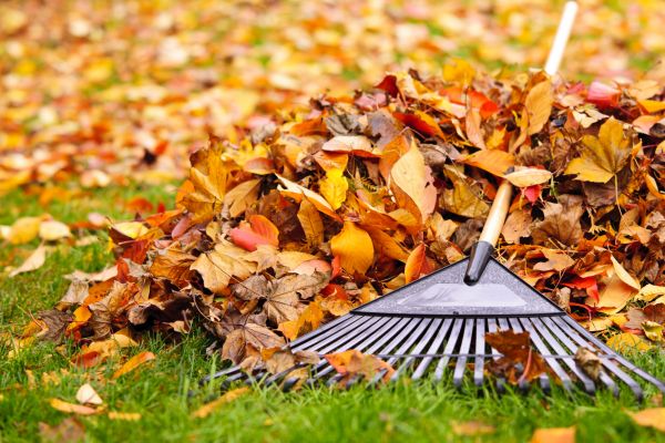 Cost of Leaves Removal in North Canton
