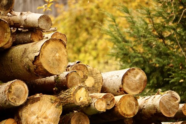 Cost of Wood Pile Removal in North Canton