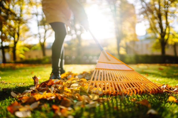 Cost of Leaves Raking in North Canton