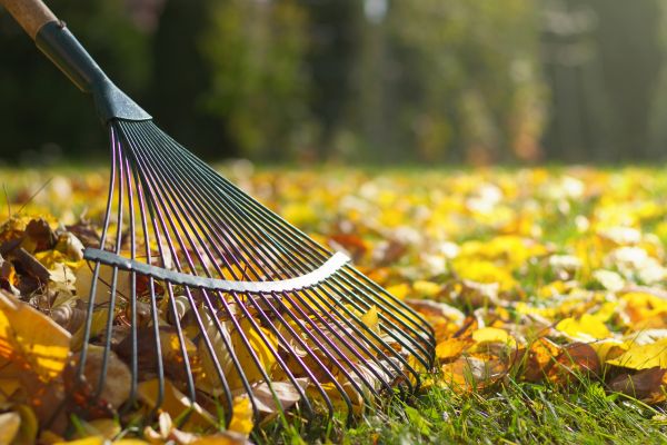 Cost of Leaf Removal in North Canton