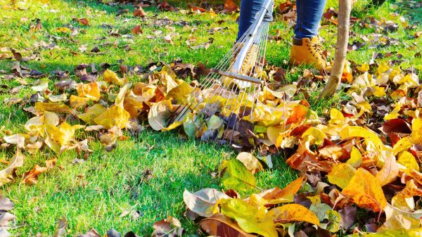 Cost of Lawn Cleanup Service in North Canton