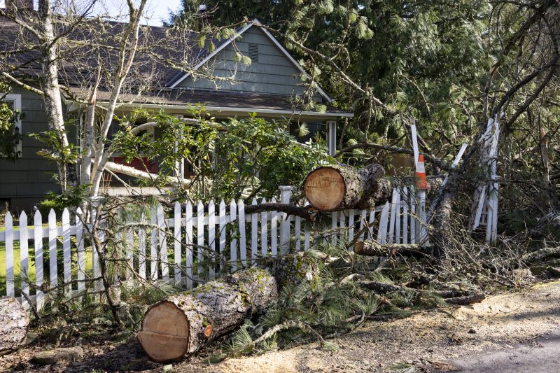 Tree Debris Removal detail
