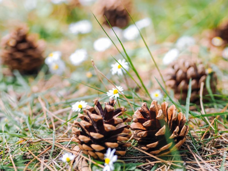 Pine Cone Removal