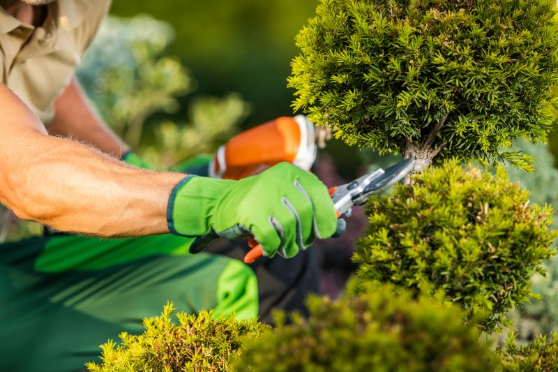 Trimming overgrown bushes